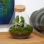 Assembled Terrarium With UK Delivery | 'Madrid', thumbnail 4 of 5