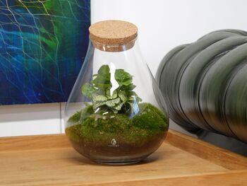 Assembled Terrarium With UK Delivery | 'Madrid', 4 of 5
