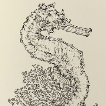 T Is For Tiger Tail Seahorse Illustration Print, 4 of 4