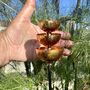 Copper Triple Cup Garden Sculpture – Small Or Large Size On 80cm Black Iron Pole, thumbnail 3 of 6