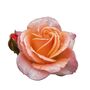Floribunda Rose Plant 'Fragrant Delight', thumbnail 1 of 6
