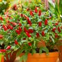 Chilli Demon Red One Large Plant In A One Litre Pot, thumbnail 4 of 5