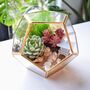 Gold Geometric Terrarium Kit With Succulent Plant Lover Gift, thumbnail 1 of 12