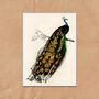 Vintage Peacock Illustration Wall Art Print, thumbnail 6 of 6