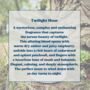 Twilight Hour Hand Poured Luxury Soy Candle, thumbnail 2 of 7