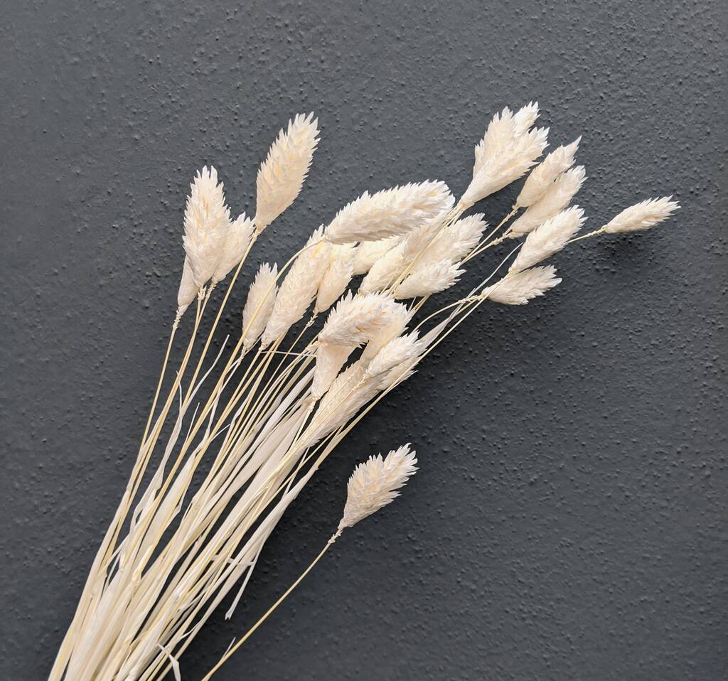 Dried Bunny Tail Grass By Peastyle