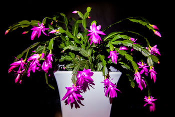 Christmas Cactus Multipack Three X Plants 13cm Pots, 9 of 10