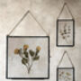 Antique Pressed Flower Frame: Small Vintage White Tansy, thumbnail 6 of 9
