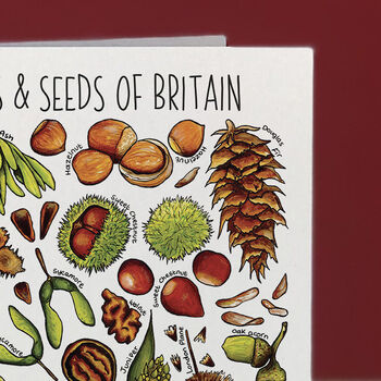 Nuts And Seeds Of Britain Art Greeting Card, 5 of 7