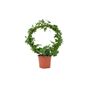 Hedera Ivy Hoop Air Purifying Houseplant In 12cm Pot, thumbnail 5 of 7