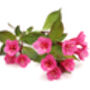 Weigela Plants 'Florida Purpurea', thumbnail 5 of 6