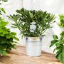 White Rhododendron Flowering Shrub In 5 L Pot, thumbnail 1 of 7