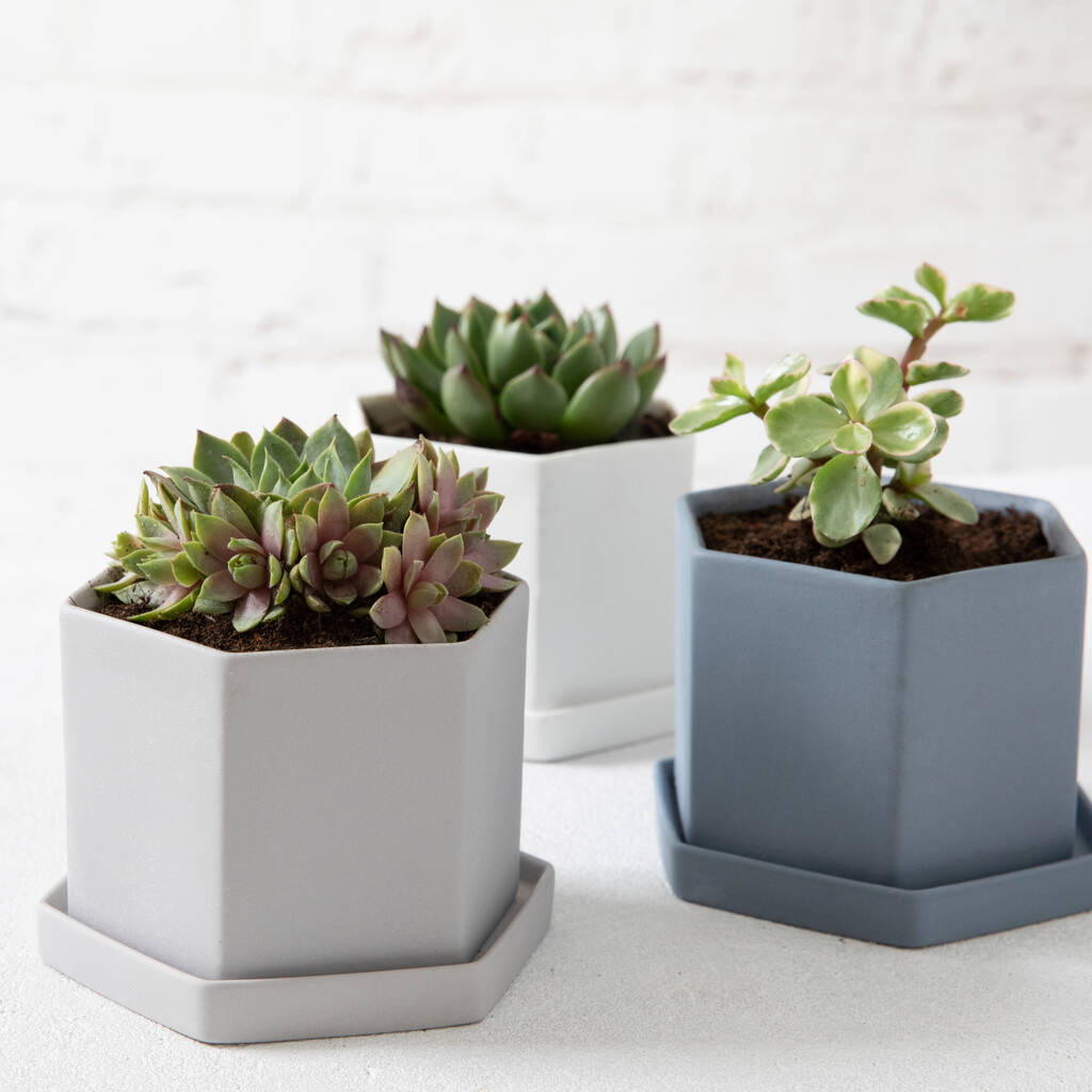 Image of Hexagon Succulent Pot With Saucer