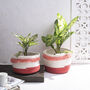 Soft Cotton White And Pink Plant Or Storage Basket, thumbnail 2 of 4