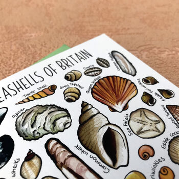 Seashells Of Britain Art Blank Greeting Card, 8 of 12