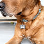 Personalised Doggy Bone Print Pet ID Tag, thumbnail 2 of 8