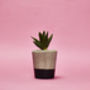 Set Of Three Black Concrete Pots W/Cacti And Succulents, thumbnail 4 of 7