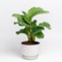 Houseplant Prayer Plant Calathea Orbifolia 5 L Pot, thumbnail 1 of 5