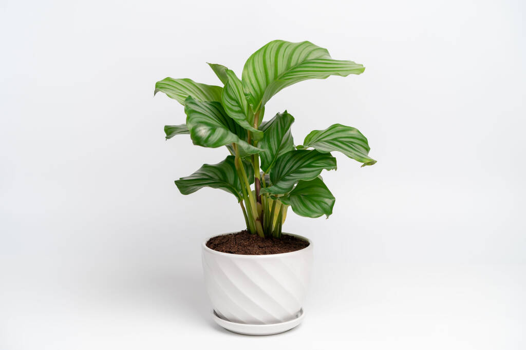 Houseplant Prayer Plant Calathea Orbifolia 5 L Pot By Acqua Garden