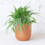 Terracotta Plant Pots Set Of Three U Curved, thumbnail 4 of 6