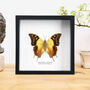 Green Veined Charaxes Handcrafted Frame, thumbnail 1 of 3