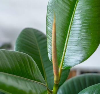 Rubber Plant | Ficus Elastica, 3 of 4