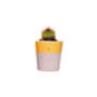 Concrete Pot Small With Cactus/ Succulent In Yellow, thumbnail 5 of 5