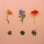 Personalised Seed Kit: Grow Your Own Edible Flowers, thumbnail 3 of 9