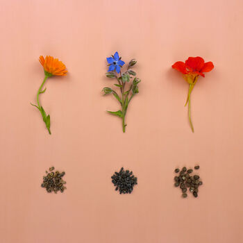 Personalised Seed Kit: Grow Your Own Edible Flowers, 3 of 9