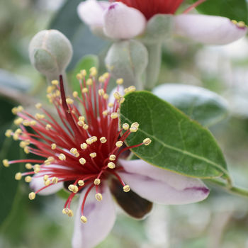 Feijoa 'The Fruit Salad' Tree Gift, 3 of 10