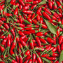 Hot Chilli Plants Mixed 36x Plug Plants, thumbnail 7 of 8