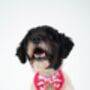 Pom Pom Valentines Heart Dog Bow Tie, thumbnail 4 of 4