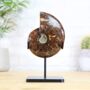 Giant Polished Madagascan Ammonite Bespoke Steel Stand Real Authentic Fossil Natural History Interior Design Home Decor Gift Ornament, thumbnail 1 of 5