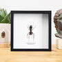 Giant Soldier Ant Insect Bug Entomology Taxidermy Box Frame, thumbnail 1 of 3