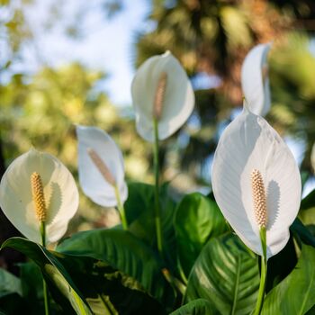 Houseplant Spathiphyllum 'Peace Lily' Three X 13cm Pots, 2 of 5