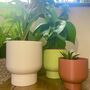 3D Printed Tall Curved Plant Pot With Drainage, thumbnail 6 of 9