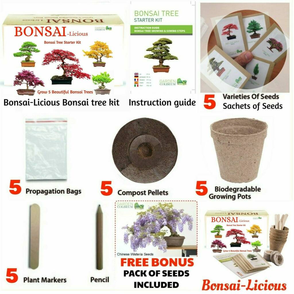 Bonsai Trees Grow Your Own Kit By Air Armor