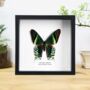 Green Banded Urania Butterfly Moth Insect Bug Entomology Taxidermy Box Frame, thumbnail 1 of 4