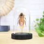 Giant Cave Cockroach Insect Entomology Taxidermy Bell Jar, thumbnail 1 of 4