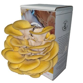 Ready To Grow Oyster Mushroom Growing Kit, 5 of 9