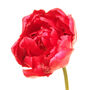 Spring Bulbs Tulips 'Double Mixed' 48 Bulb Pack, thumbnail 1 of 6