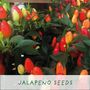 'Number One Dad' Eco Grow Your Own Chilli Plants Kit, thumbnail 4 of 9