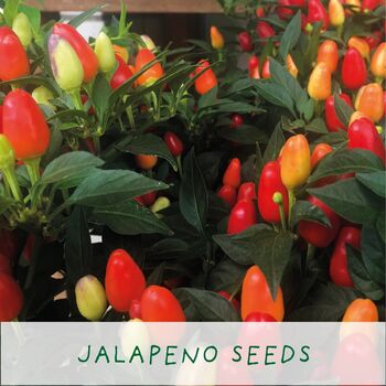 'Number One Dad' Eco Grow Your Own Chilli Plants Kit, 4 of 9