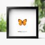 Indian Sunbeam Insect Bug Moth Butterfly Box Frame Entomology Taxidermy Interior Design Modern Home Decor Wall Hanging Gift Ornament, thumbnail 1 of 3