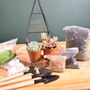 Black Pyramid Terrarium Kit With Succulent Or Cactus, thumbnail 8 of 12