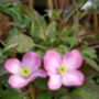 Clematis Freda, Personalised Plant Gift, thumbnail 2 of 2