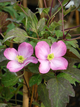 Clematis Freda, Personalised Plant Gift, 2 of 2