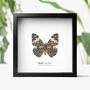 Red Cracker Insect Bug Moth Butterfly Box Frame Entomology Taxidermy Interior Design Modern Home Decor Wall Hanging Gift Ornament, thumbnail 1 of 3