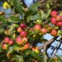 Crab Apple 'The Tree Of Love' Gift, thumbnail 4 of 6