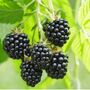 Fruit Plant Black Berry Oregon Thornless Three L Pot, thumbnail 4 of 5